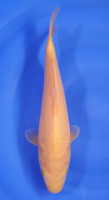 Karashigoi