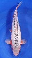 Shusui