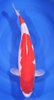 Kohaku 48cm
