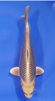 Botan Lignée Dainichi