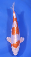 Kikusui
