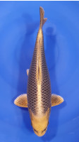 Botan Lignée Dainichi