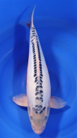 Shusui