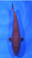 Chagoi JUMBO Tosai