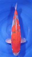Goshiki