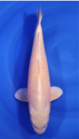 Yamabuki 48cm