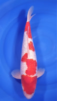 Ginrin Kohaku 45cm