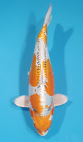 Beni Kikokuryu