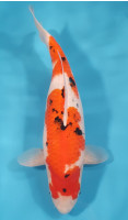 Sanke 56CM
