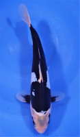 Kumonryu