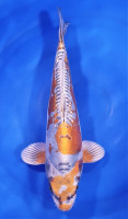 Ki Kikokuryu 44cm