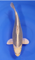 Botan Lignée Dainichi