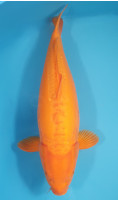 Doitsu Karashigoi Mangue Lignée Marudo