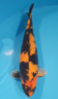 Hi Utsuri