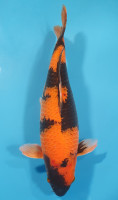 Hi Utsuri 57CM enchère gagnée Pascal Mary 29/05/25