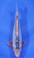 Shusui