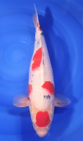 Maruten Sanke 48cm