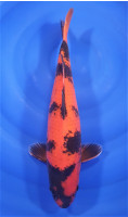Hi Utsuri