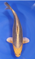 Botan Lignée Dainichi