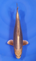 Botan Lignée Dainichi