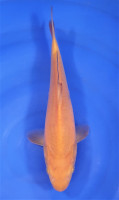 Chagoi 