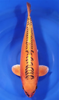 Mizuho