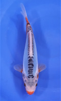 Shusui