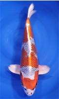 Kujaku