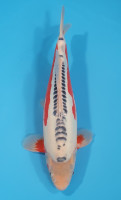Shusui