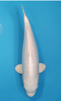 Purachina