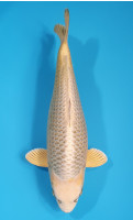 Botan Lignée Dainichi