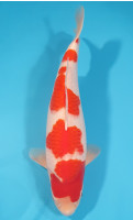 Kohaku