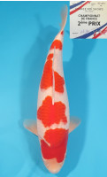 Kohaku 2ème Prix FKS 2024