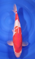 Ginrin Kohaku