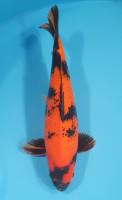 Hi Utsuri