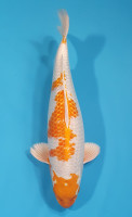 Ginrin Hariwake