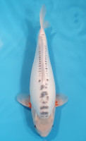 Shusui