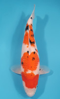 Sanke 54CM