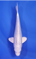 Ginrin Purachina