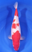 Ginrin Kohaku