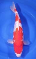 Ginrin Kohaku
