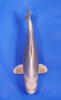 Botan Lignée Dainichi