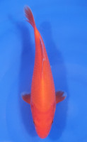 Benigoi