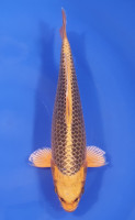 Kin Matsuba