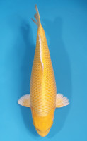 Yamabuki