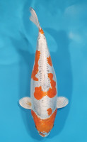 Beni Kikokuryu