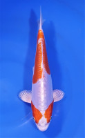 Kikusui 