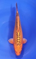 Mizuho