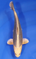 Botan Lignée Dainichi