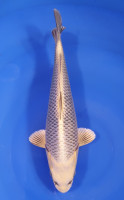 Botan Lignée Dainichi